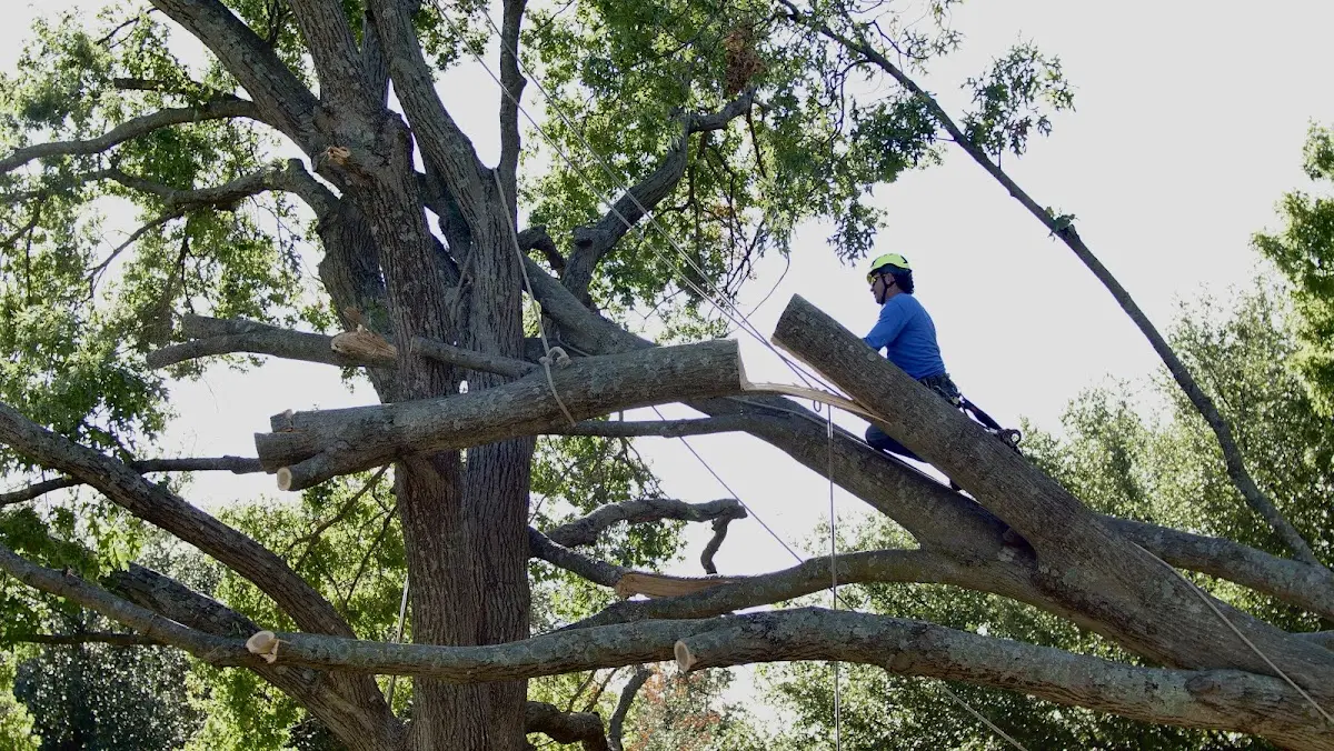Professional Crown Thinning performed by certified arborists in Stockport