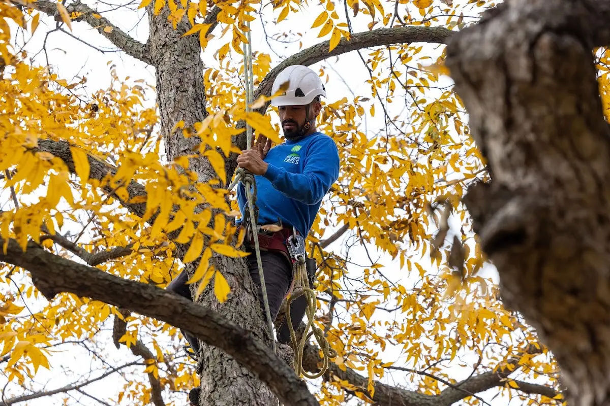 Skilled Tree Trimming crew working in Stockport